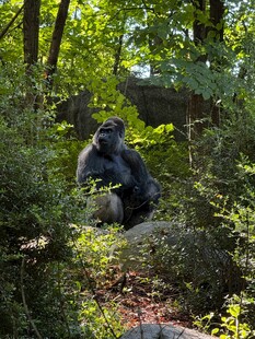 森林中的大猩猩