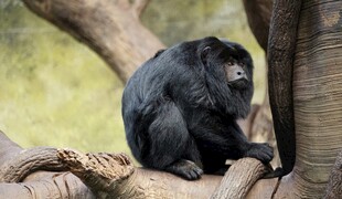 黑猴坐于树枝上