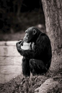 黑猩猩独坐进食