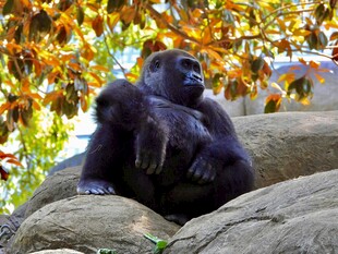 岩石上休憩的大猩猩