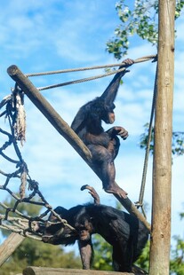 黑猩猩在户外设施上玩耍