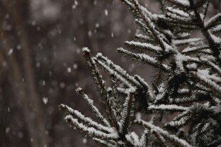 雪中松枝覆霜特写