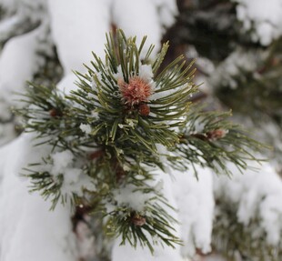雪覆松枝上的红松果