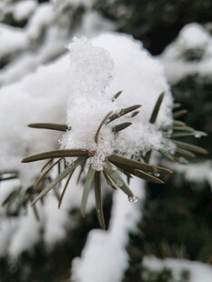 雪覆松枝