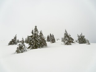 雪覆松林美景