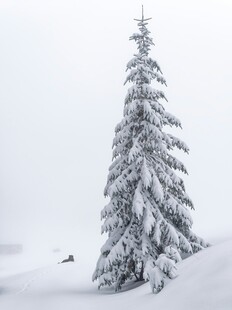 雪覆松树美景
