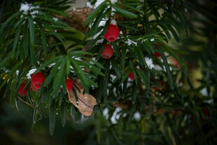 绿叶间的娇艳红色花朵