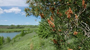 湖畔葱郁树木风景