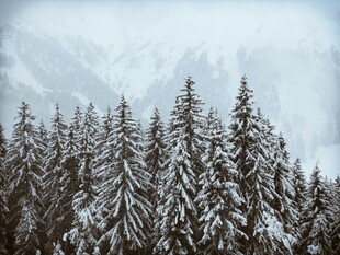 雪覆松林与远山美景