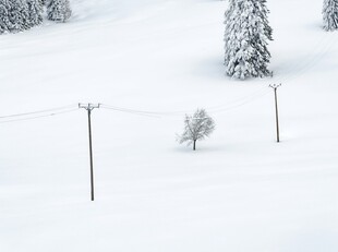 雪地中的电线杆与树木