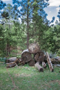 森林中堆放的原木