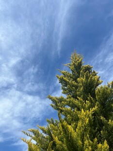 蓝天绿树间的清新景致