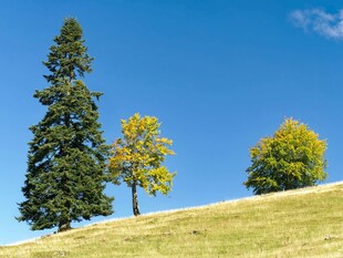 秋日山坡上的多彩树木