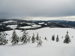 冬日雪景中的松林景观