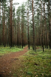 林间小径 静谧森林风光