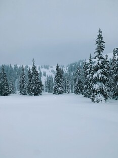 冬日雪景中的静谧松林