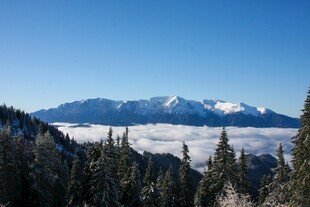 雪山云海间的森林美景