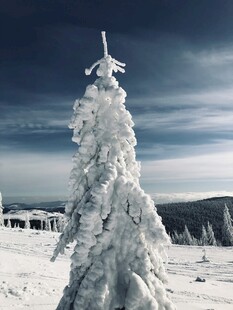 雪覆圣诞树美景