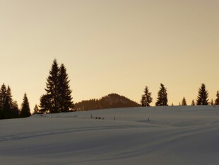 雪地上的挺拔松树