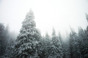 雪覆松林 雾气弥漫之景