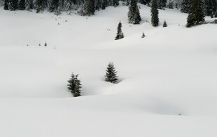 雪野中的几棵松树