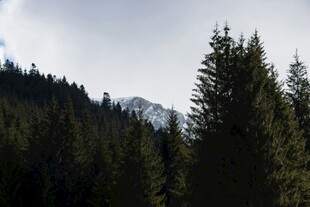 山林间的挺拔松树景观
