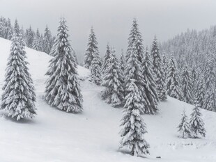 雪覆山林美景