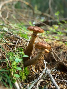 林间棕色蘑菇特写