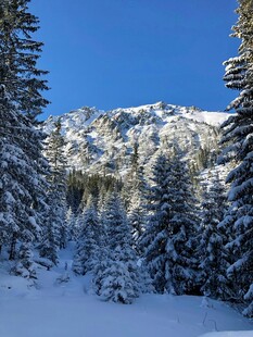 冬日雪山松林美景