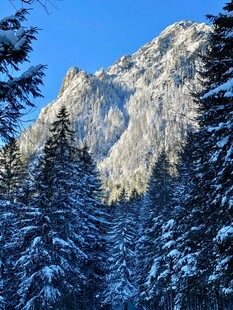 冬日雪山松林美景