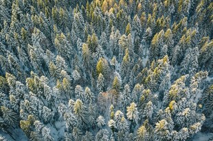 冬日雪覆松林景观