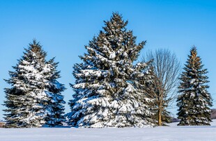 雪覆松树冬日美景