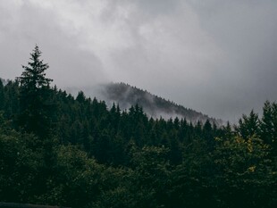 云雾缭绕的山林美景