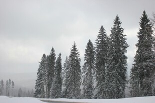 雪覆松林冬日美景