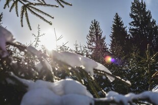 冬日林间阳光雪景