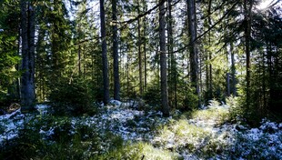 阳光洒落的静谧森林