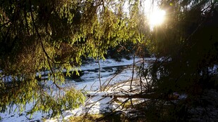 林间溪流映阳光美景