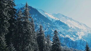 雪山松林美景
