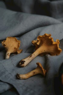 新鲜鸡油菌摆放在蓝布上
