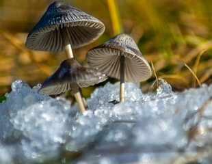 冰雪中的蘑菇奇观