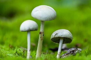 草地上的三株白色蘑菇