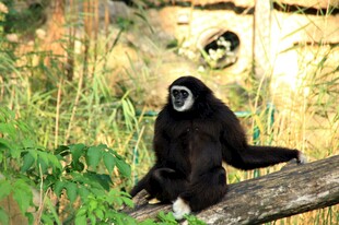 林中黑叶猴坐于树枝上