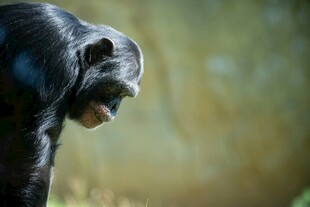 黑猩猩侧面特写