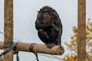 黑猩猩坐于木杆上