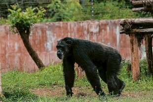 黑猩猩在户外行走