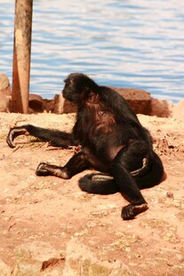 沙滩上休憩的黑猴子