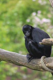黑叶猴坐于树枝上