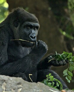 大猩猩进食瞬间