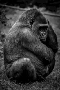 孤独蜷缩的大猩猩