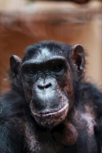 黑猩猩特写